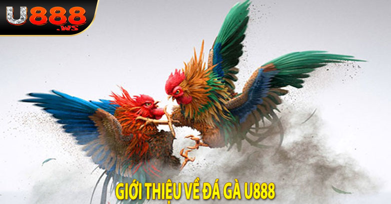 Giới thiệu về đá gà u888