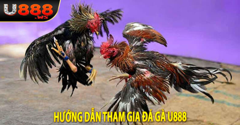 Hướng dẫn tham gia đá gà u888